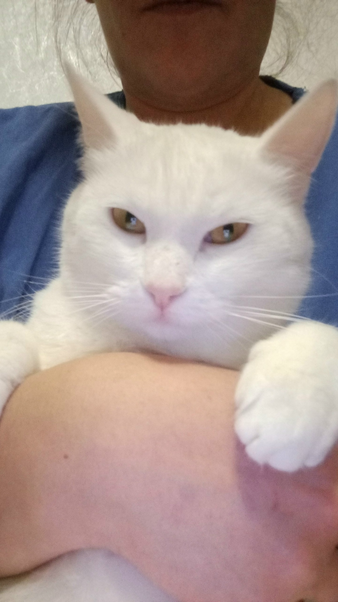 Пропала кошка в Златоусте — фото объявления