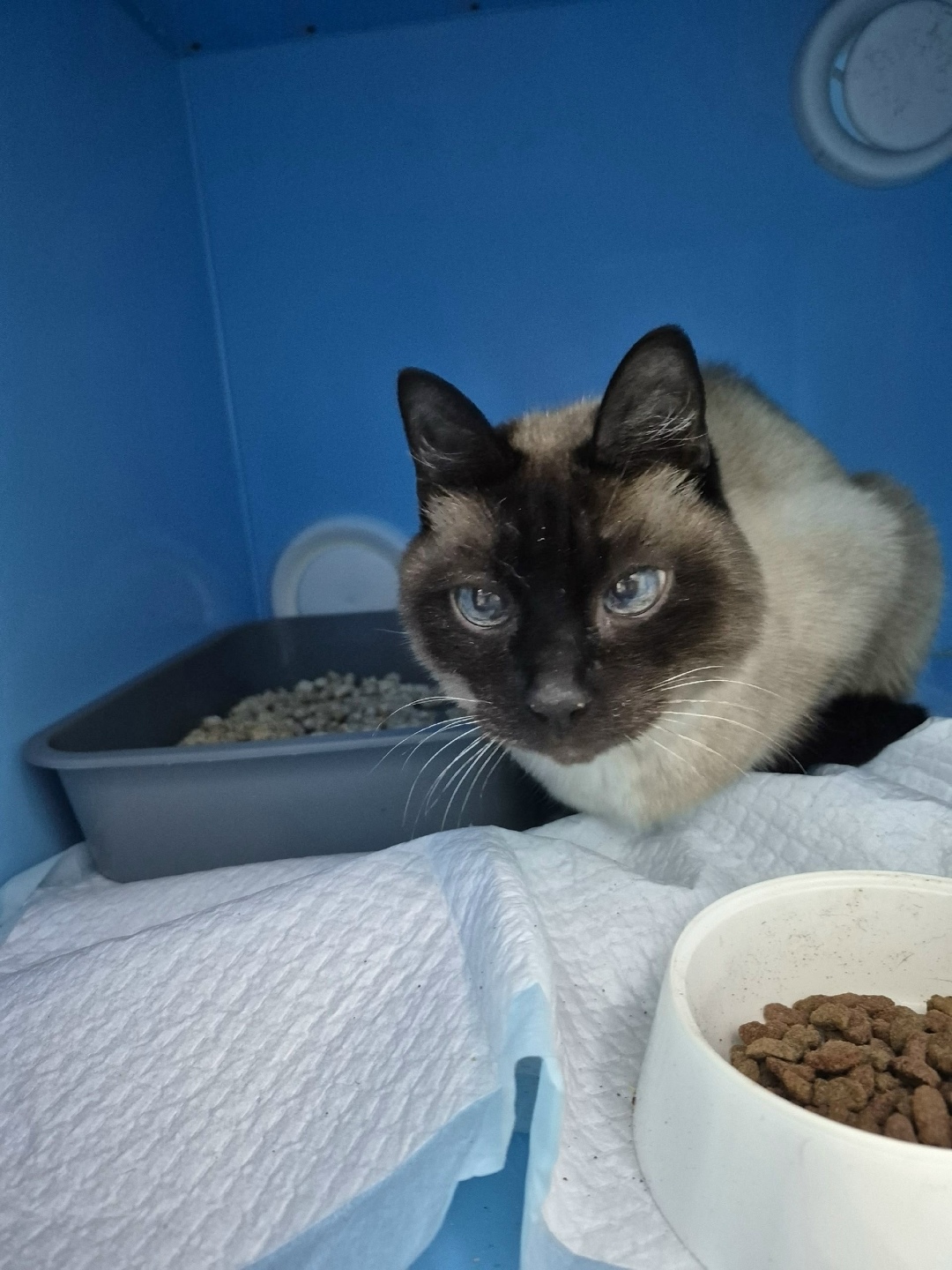 Найдена собака в Златоусте — фото объявления