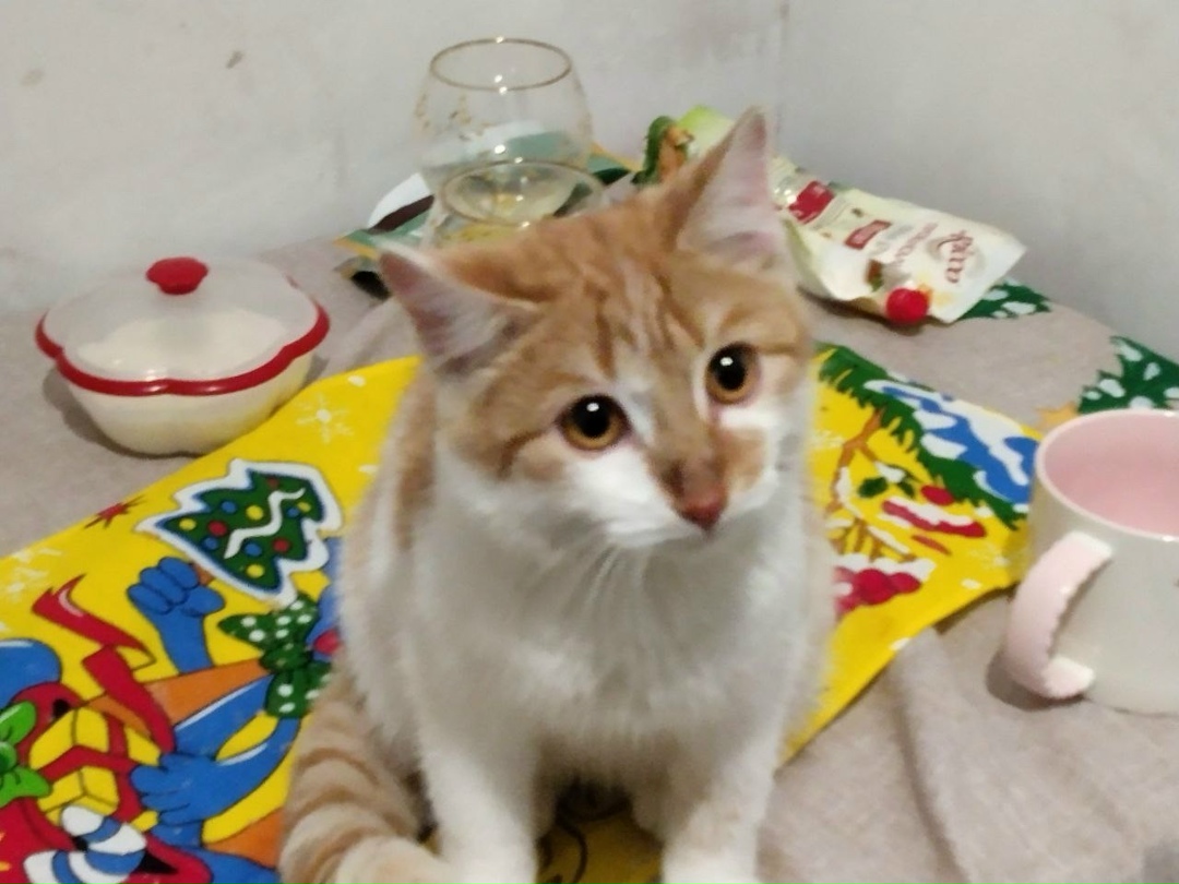 Найдена кошка в Златоусте — фото объявления