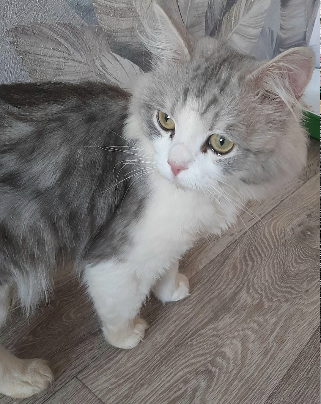 Найдена кошка в Златоусте — фото объявления