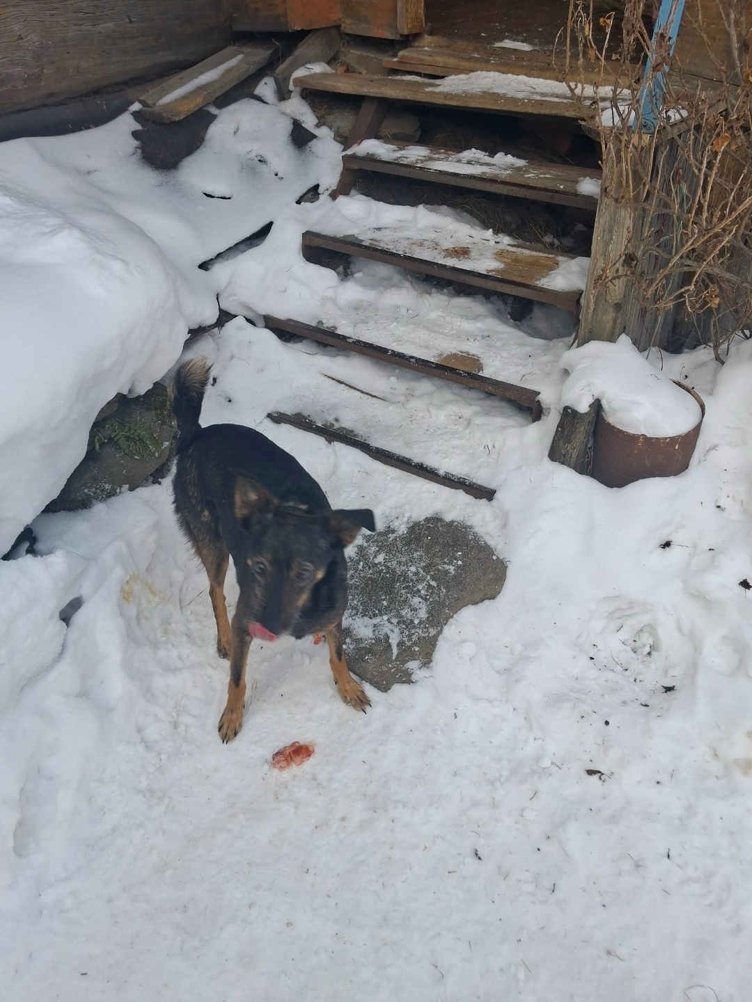 Найдена собака в Златоусте — фото объявления