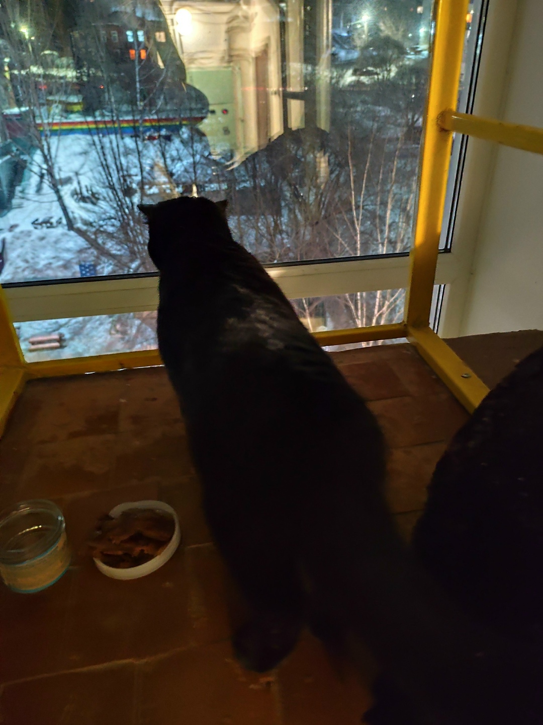 Найдена кошка в Златоусте — фото объявления