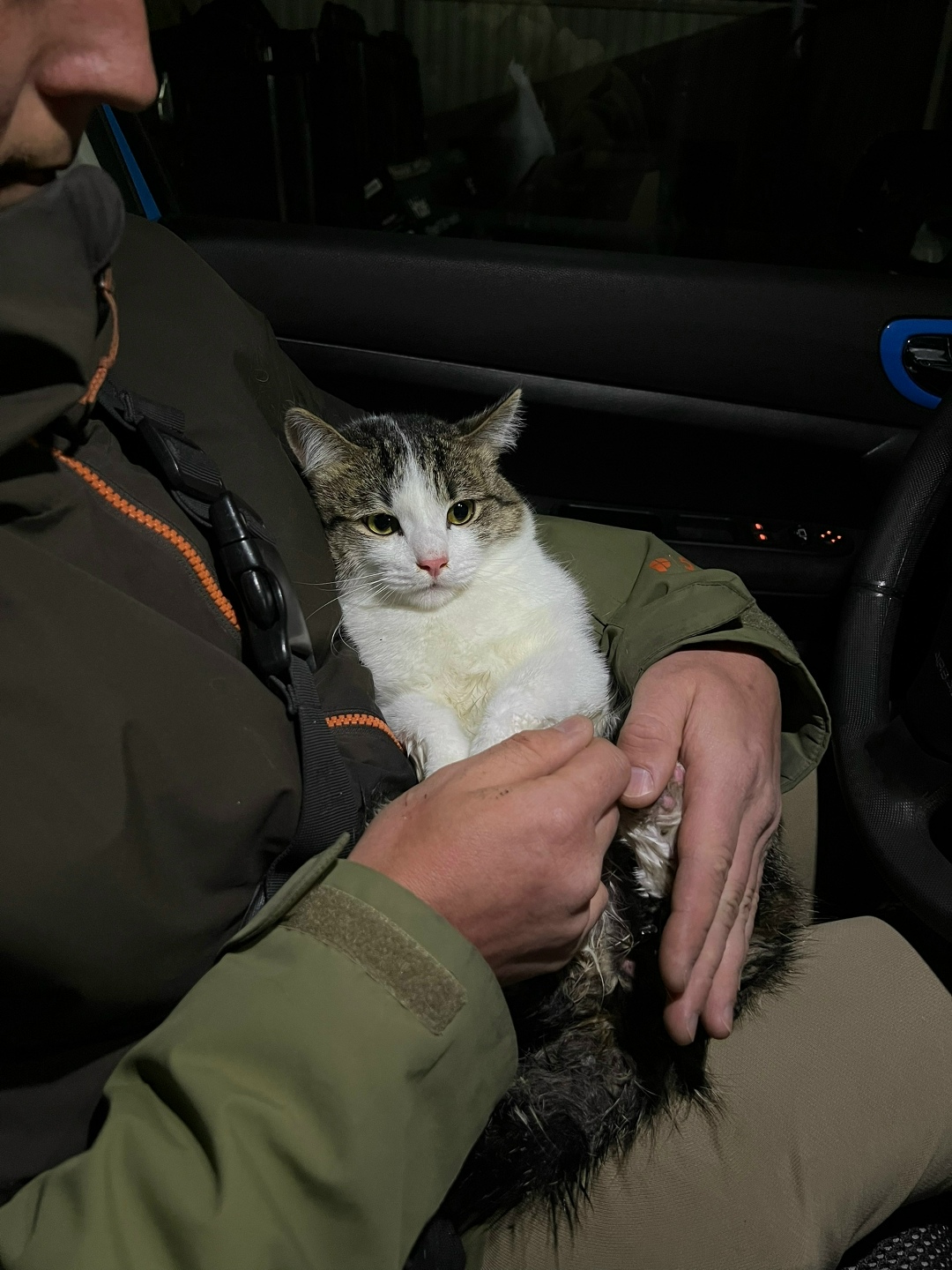 Найдена кошка в Златоусте — фото объявления