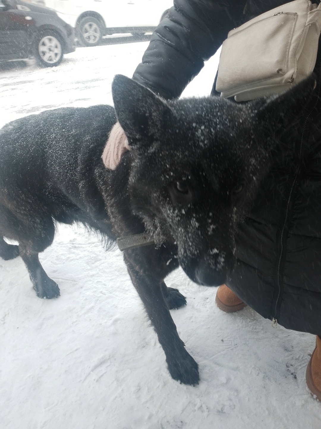 Пропала собака в Златоусте — фото объявления