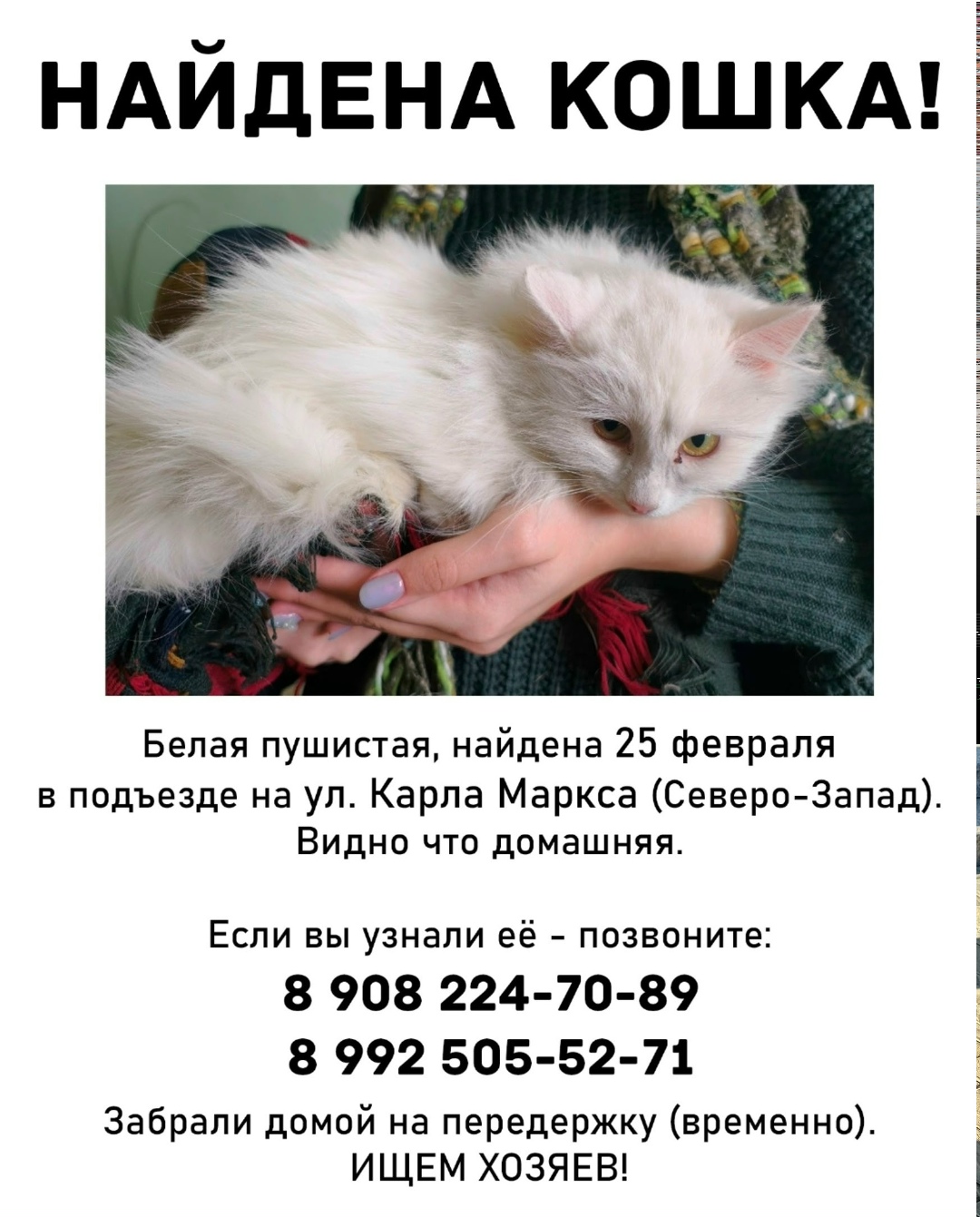 Найдена кошка в Златоусте — фото объявления