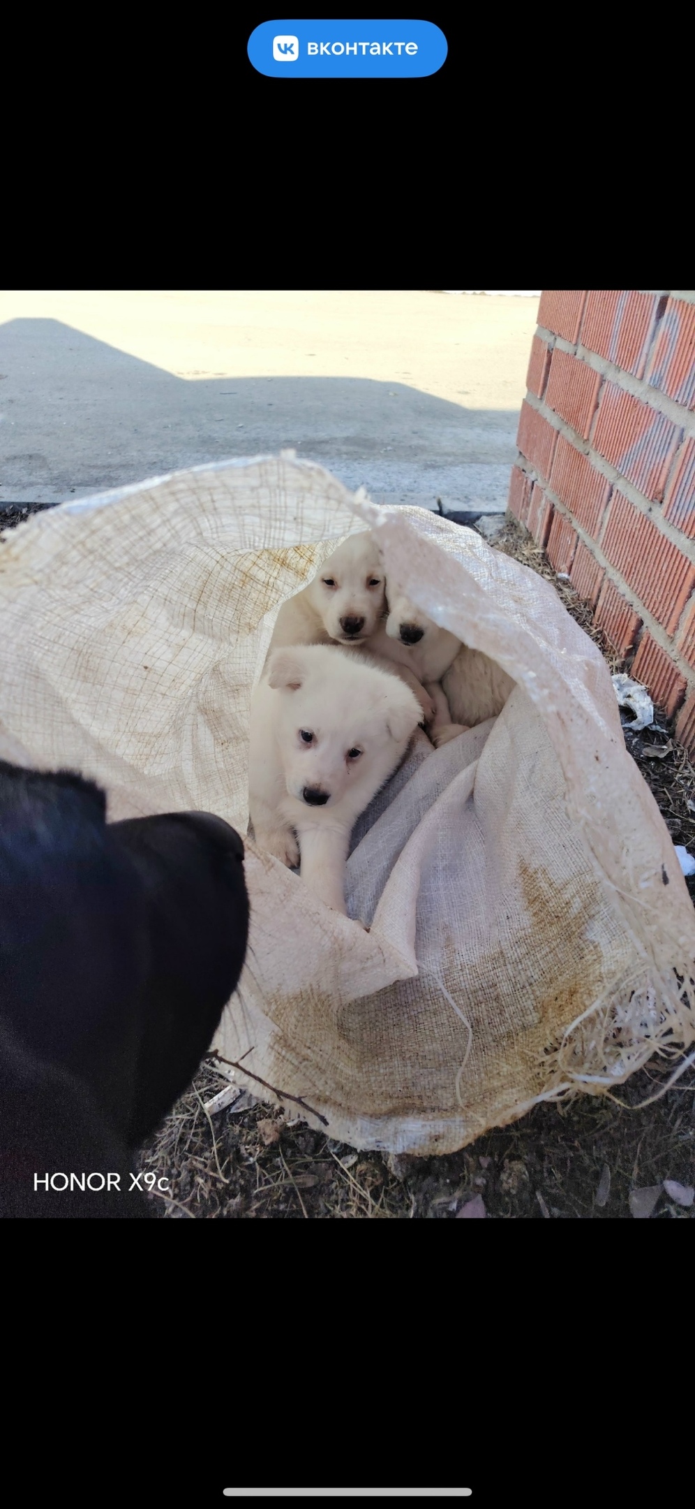 Найдена собака в Златоусте — фото объявления