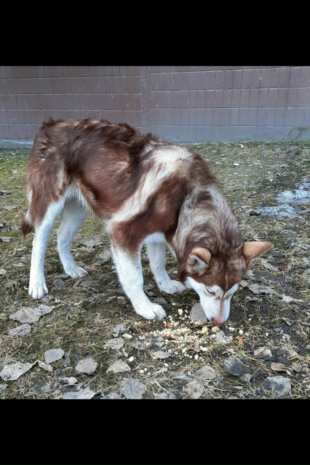 Найдена собака в Златоусте — фото объявления