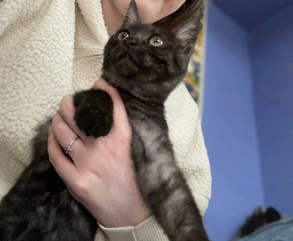 Пропала собака в Златоусте — фото объявления