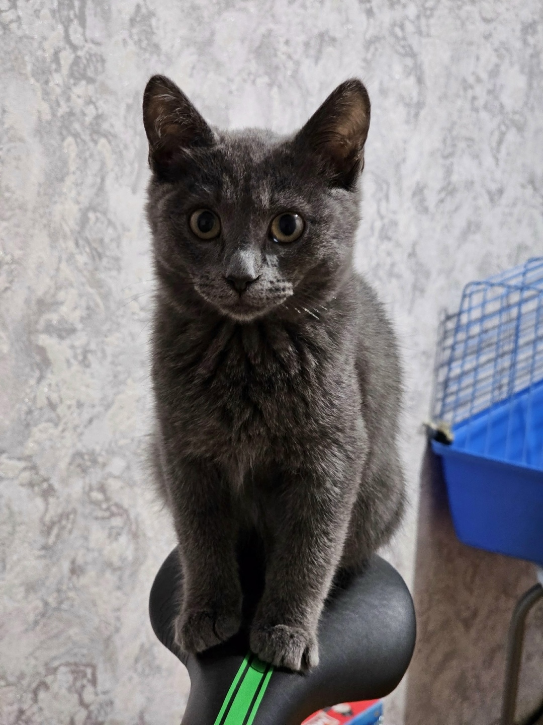 Пропала кошка в Златоусте — фото объявления