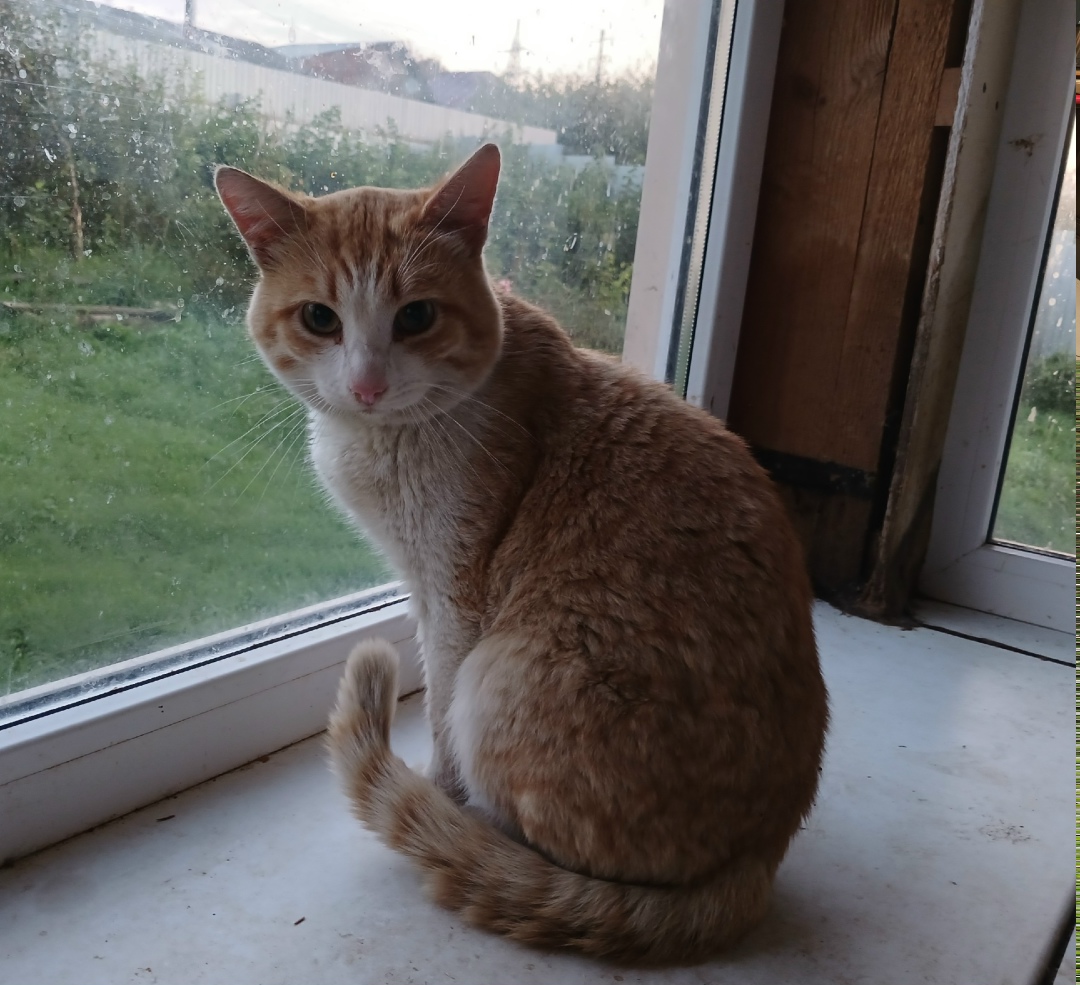 Пропала собака в Златоусте — фото объявления