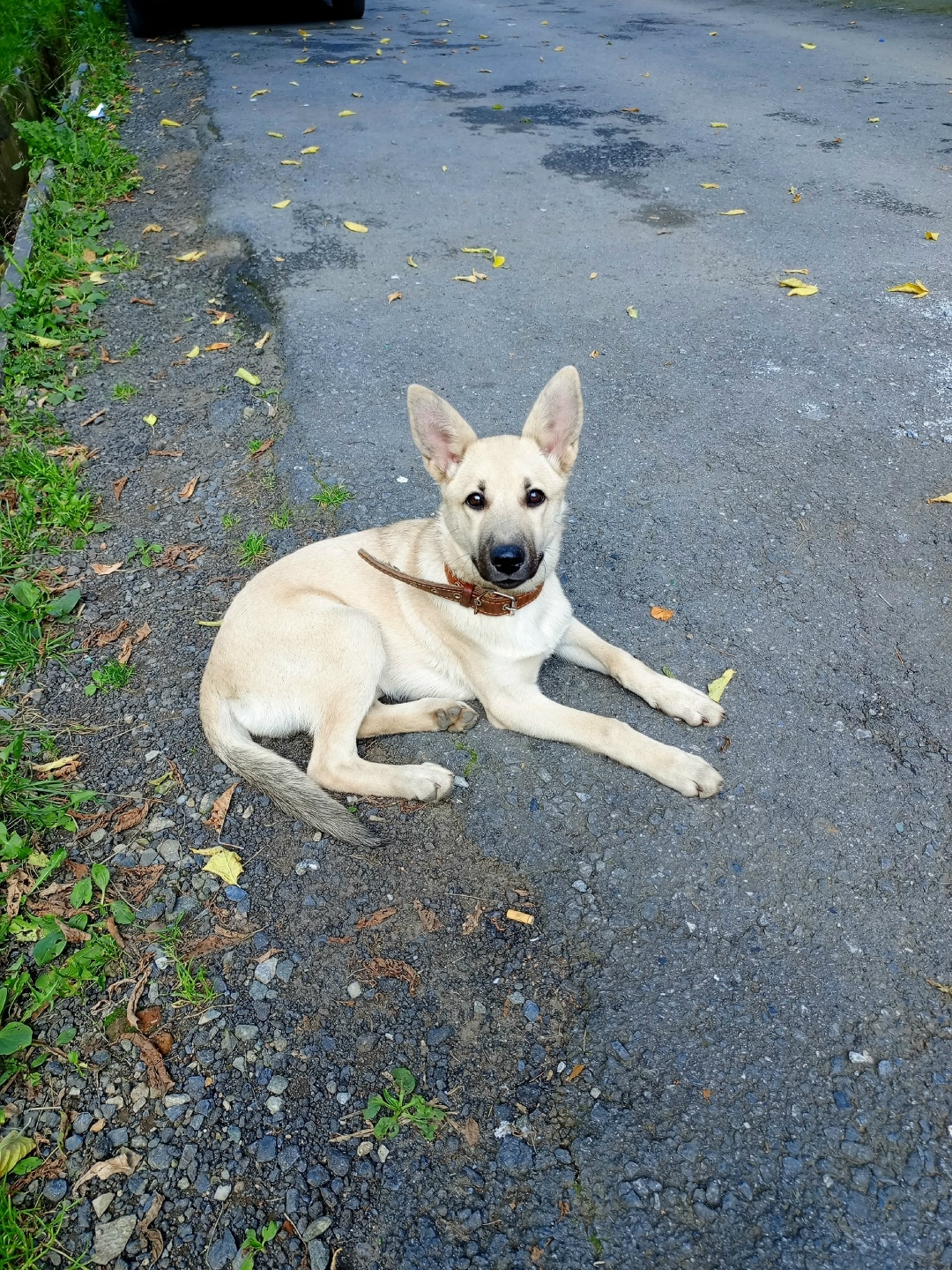 Пропала собака в Златоусте — фото объявления
