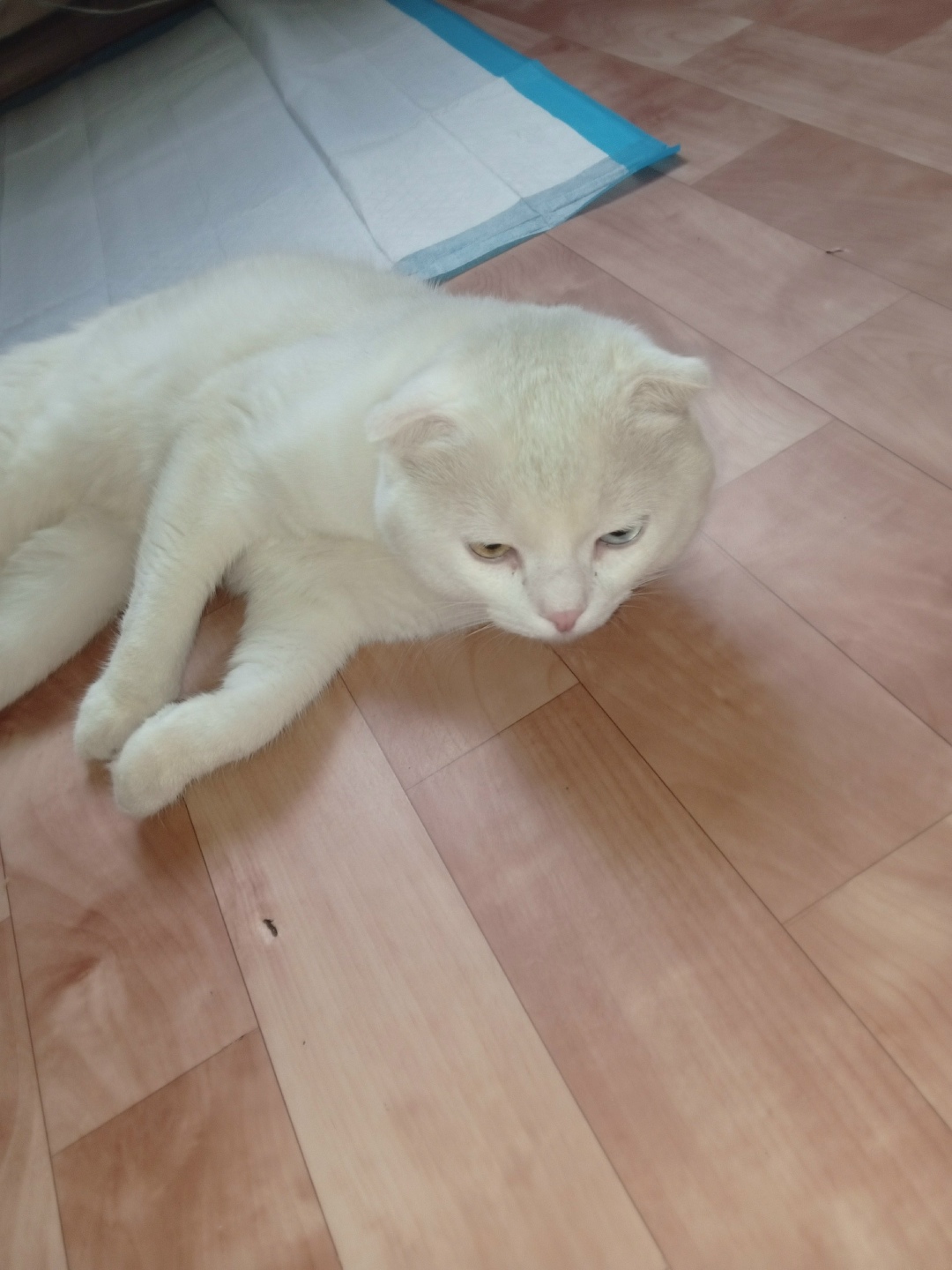 Найдена кошка в Златоусте — фото объявления