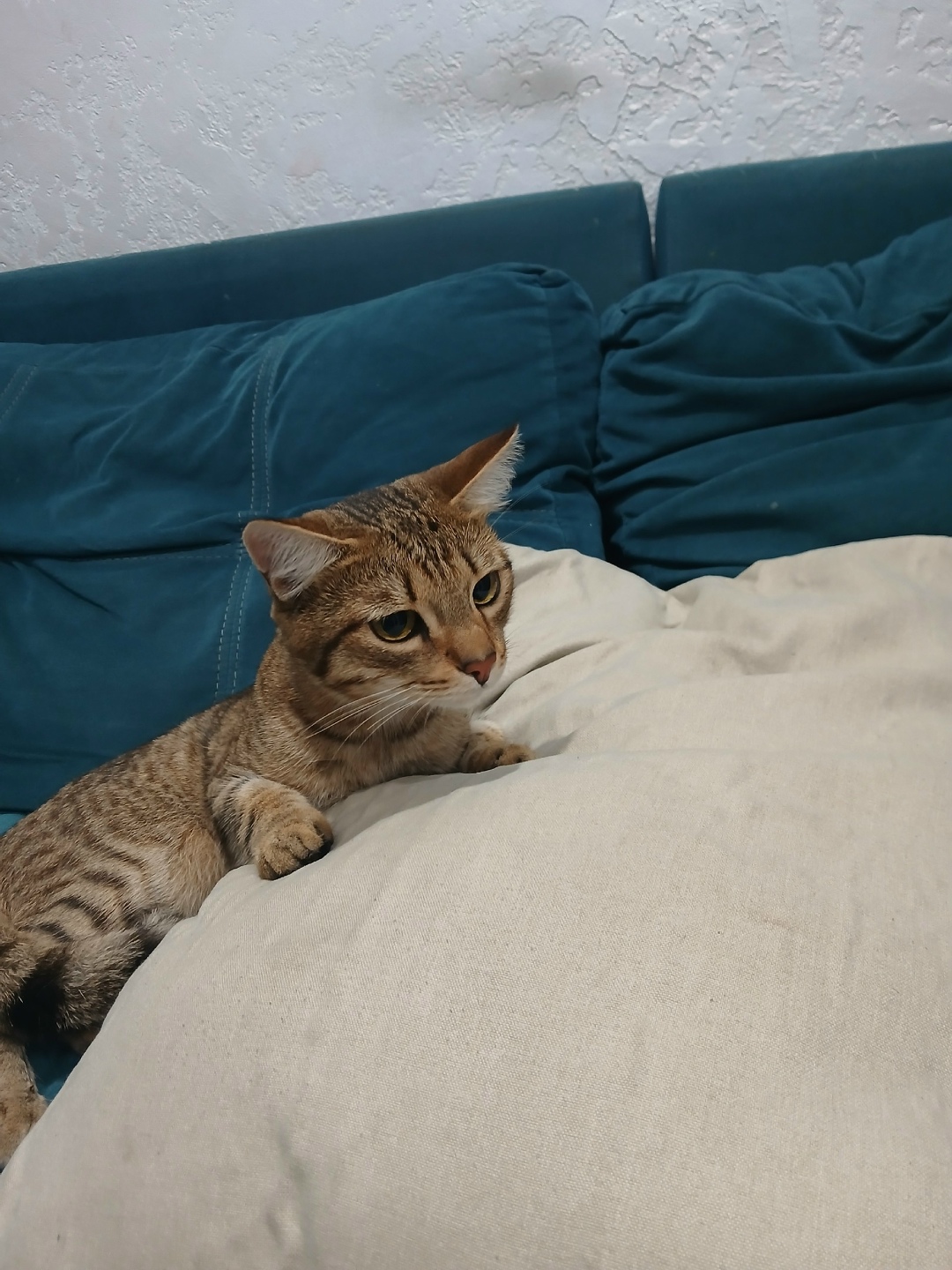 Найдена кошка в Златоусте — фото объявления