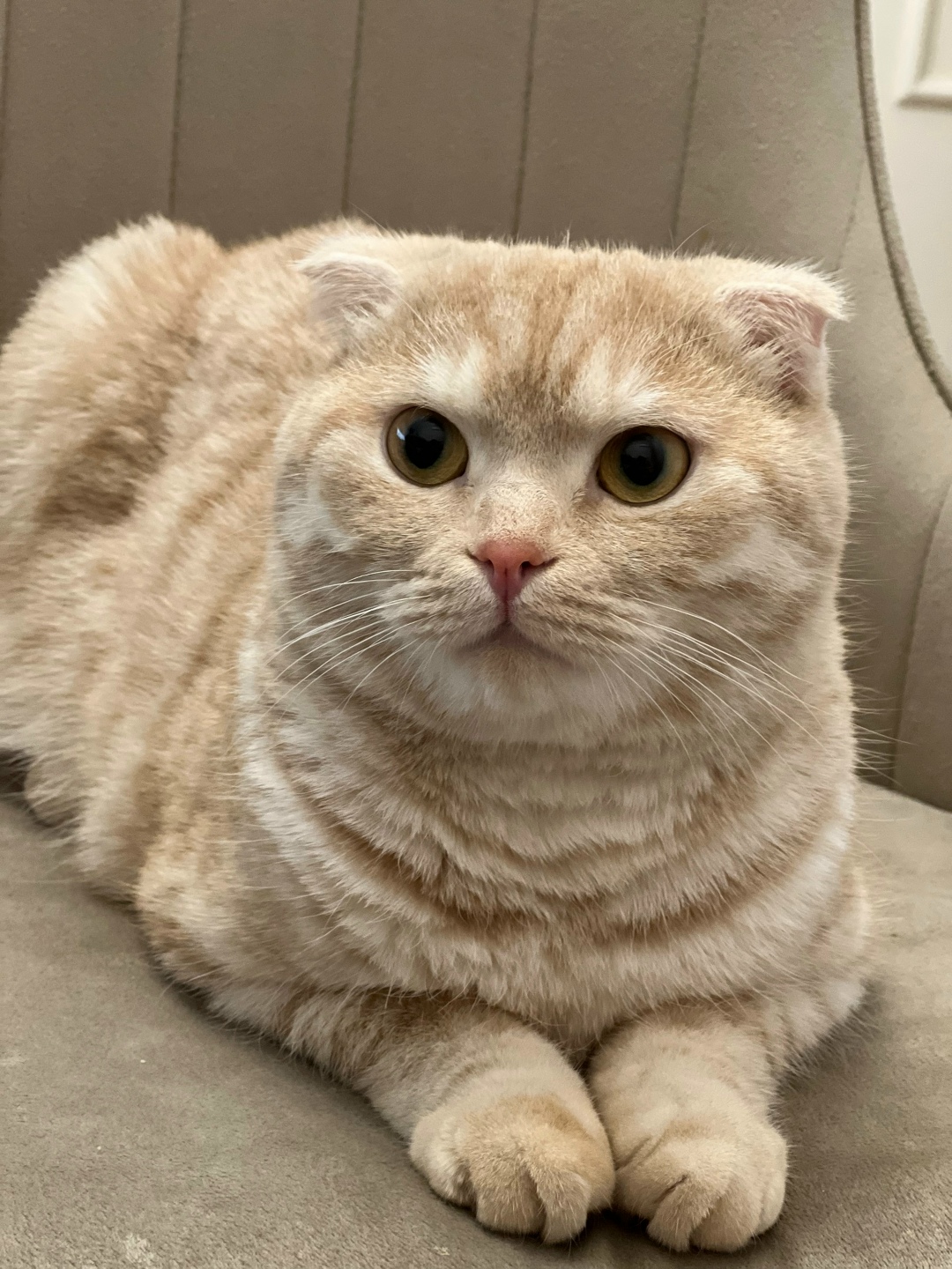 Пропала кошка в Златоусте — фото объявления