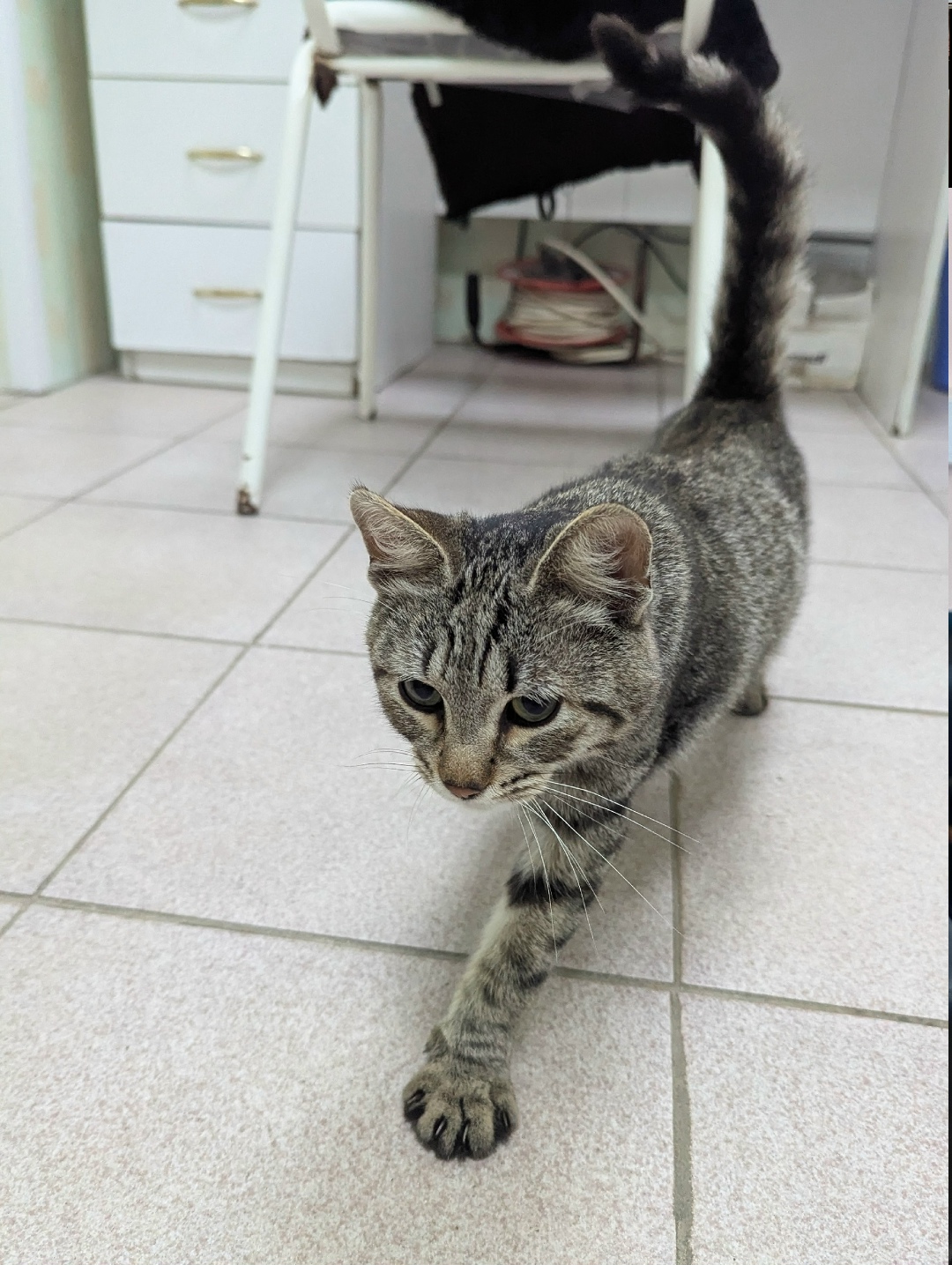 Найдена собака в Златоусте — фото объявления