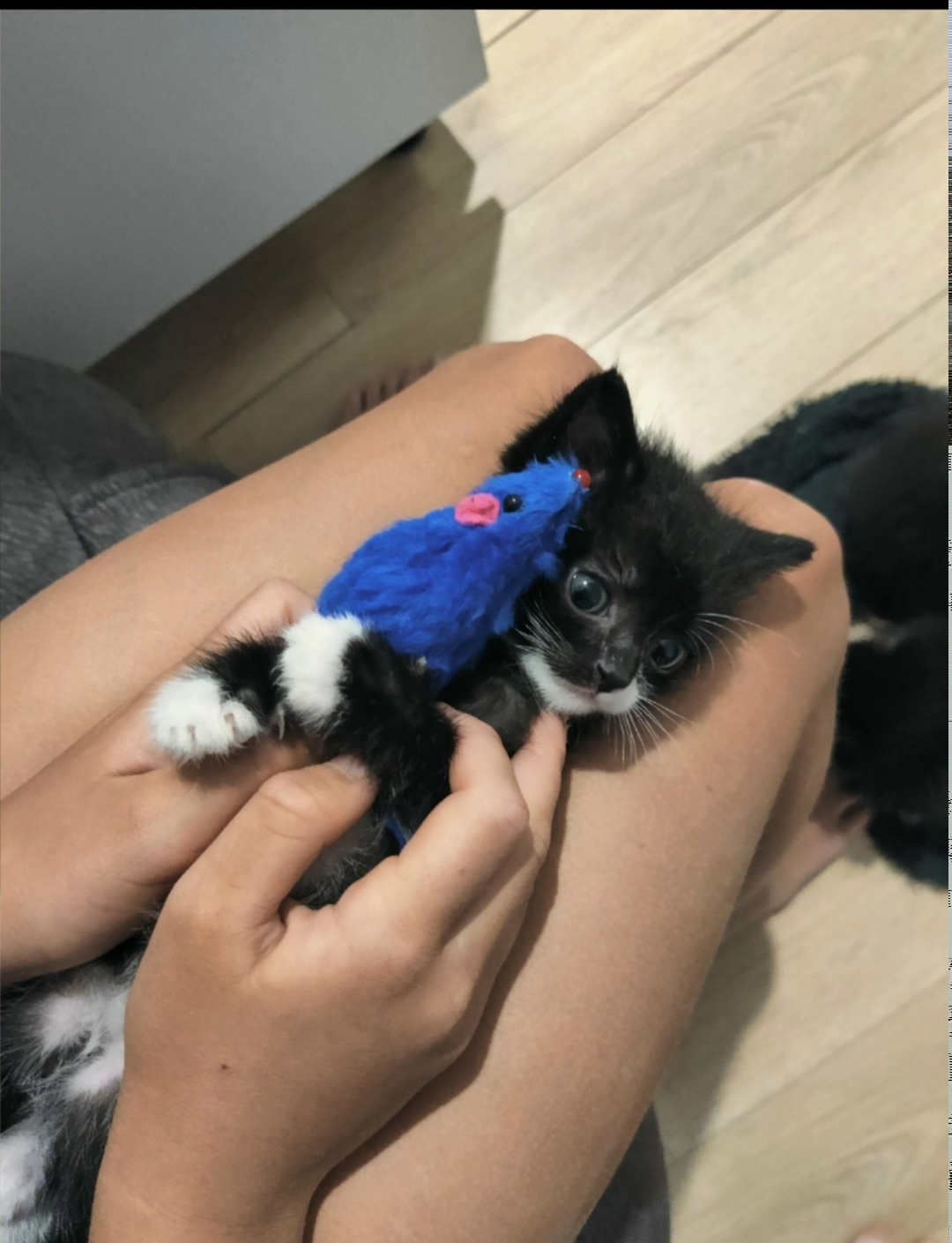 Найдена кошка в Златоусте — фото объявления