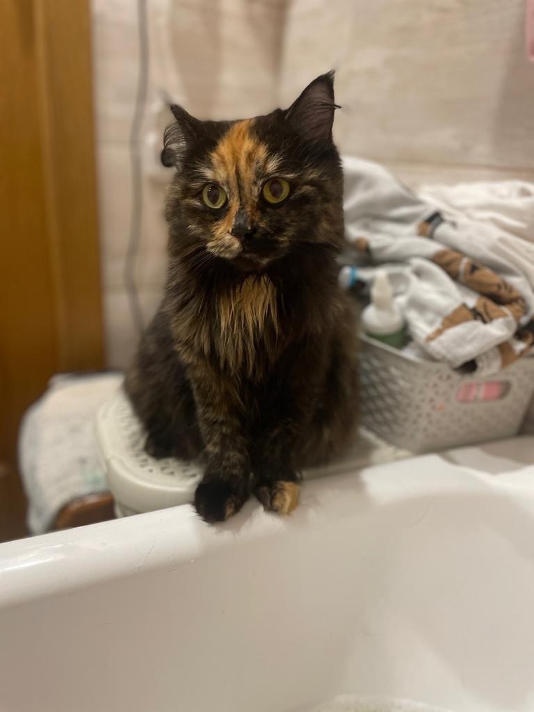 Пропала кошка в Новомосковске — фото объявления