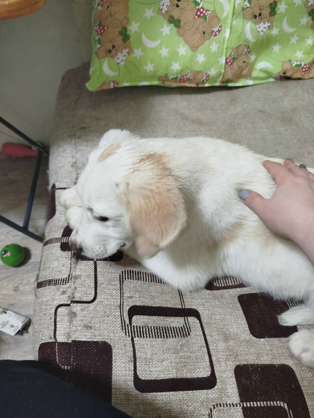 Найдена собака в Новомосковске — фото объявления