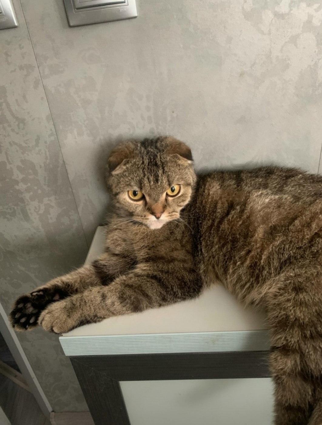 Найдена кошка в Новомосковске — фото объявления