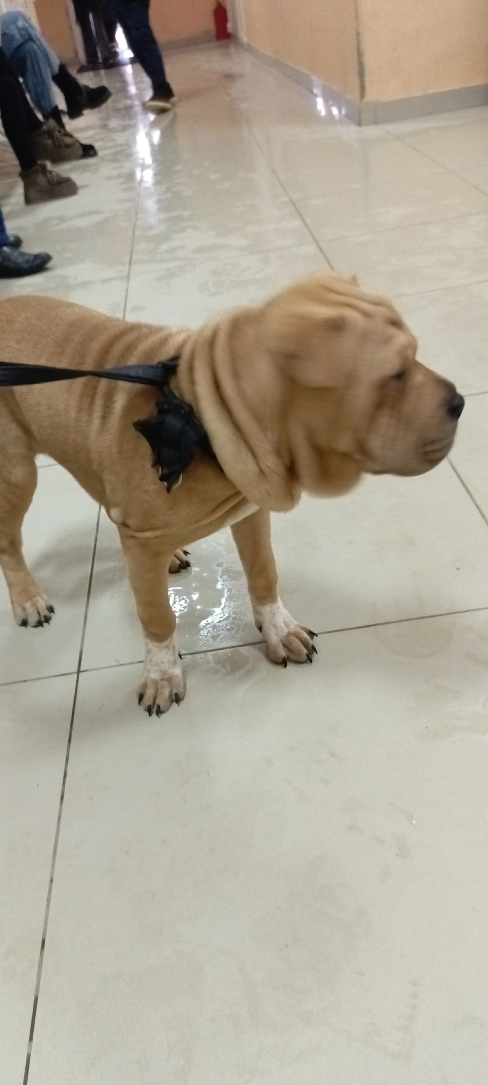 Найдена собака в Новомосковске — фото объявления