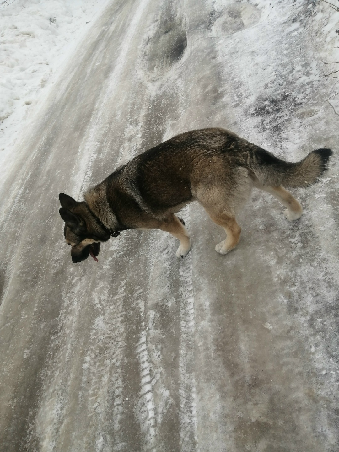 Пропала собака в Новомосковске — фото объявления