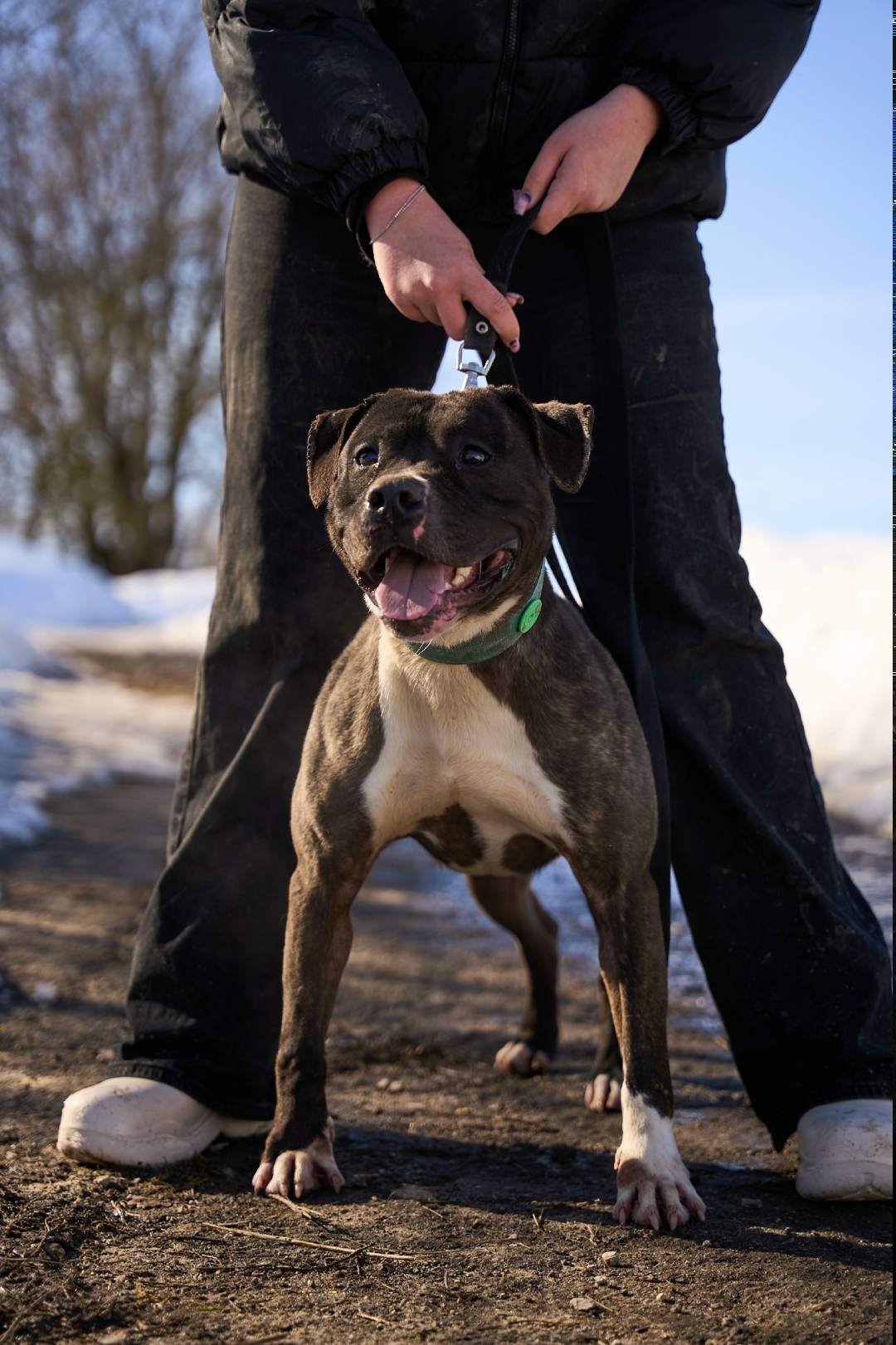 Найдена собака в Новомосковске — фото объявления