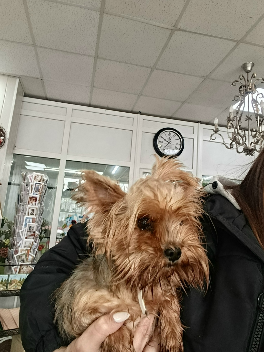 Найдена собака в Новомосковске — фото объявления