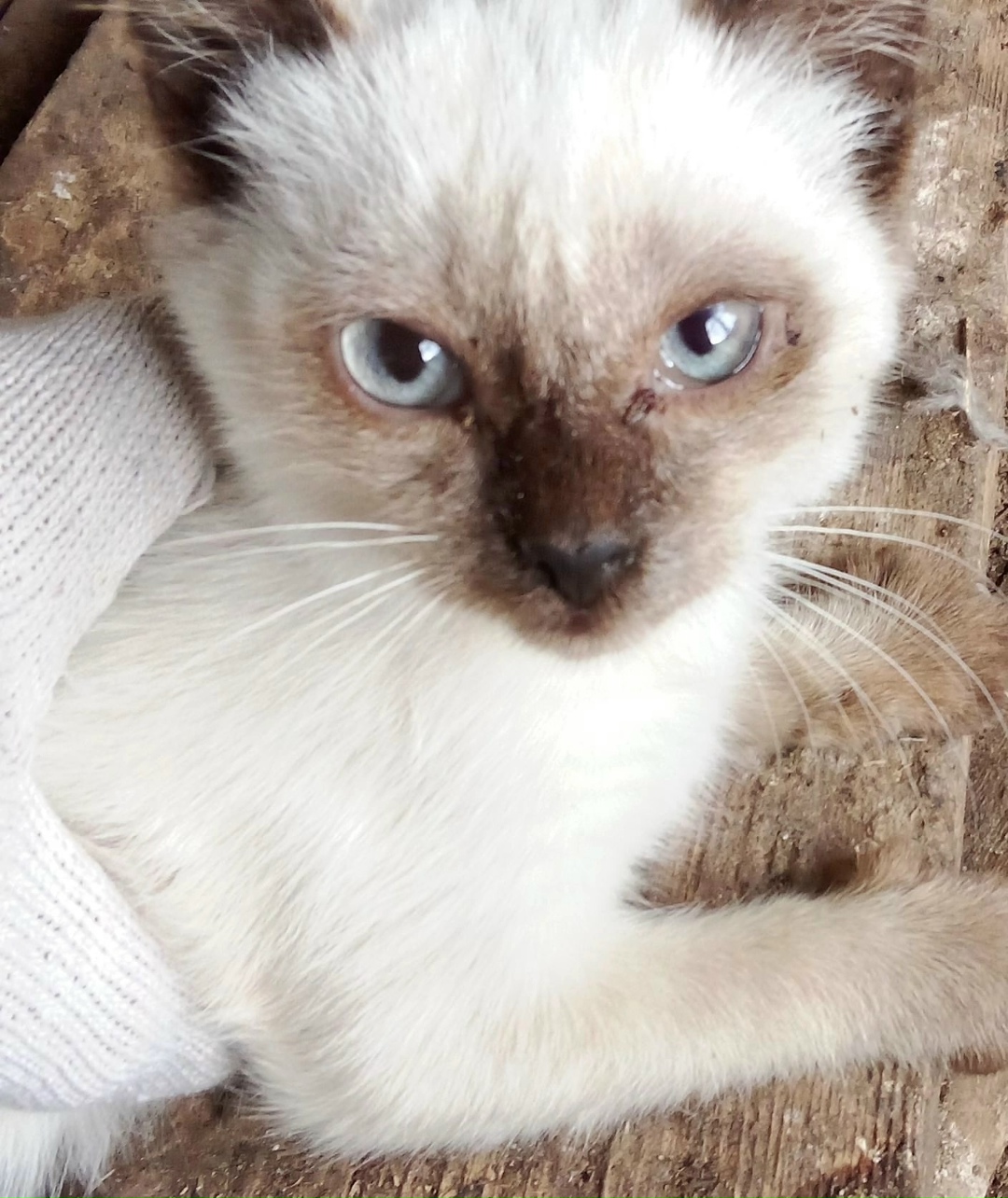 Найдена кошка в Троицке — фото объявления