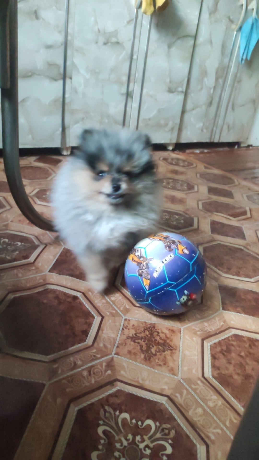 Пропала собака в Троицке — фото объявления