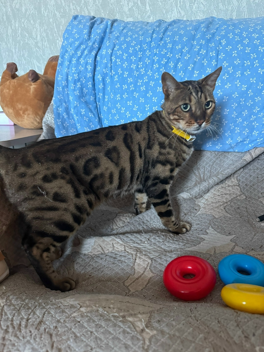 Пропала кошка в Троицке — фото объявления