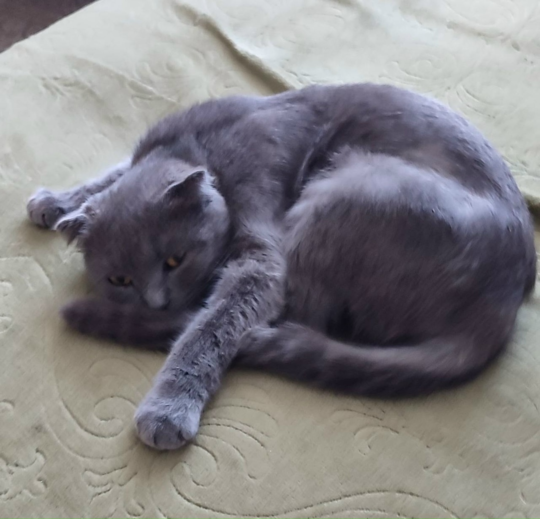 Найдена кошка в Троицке — фото объявления