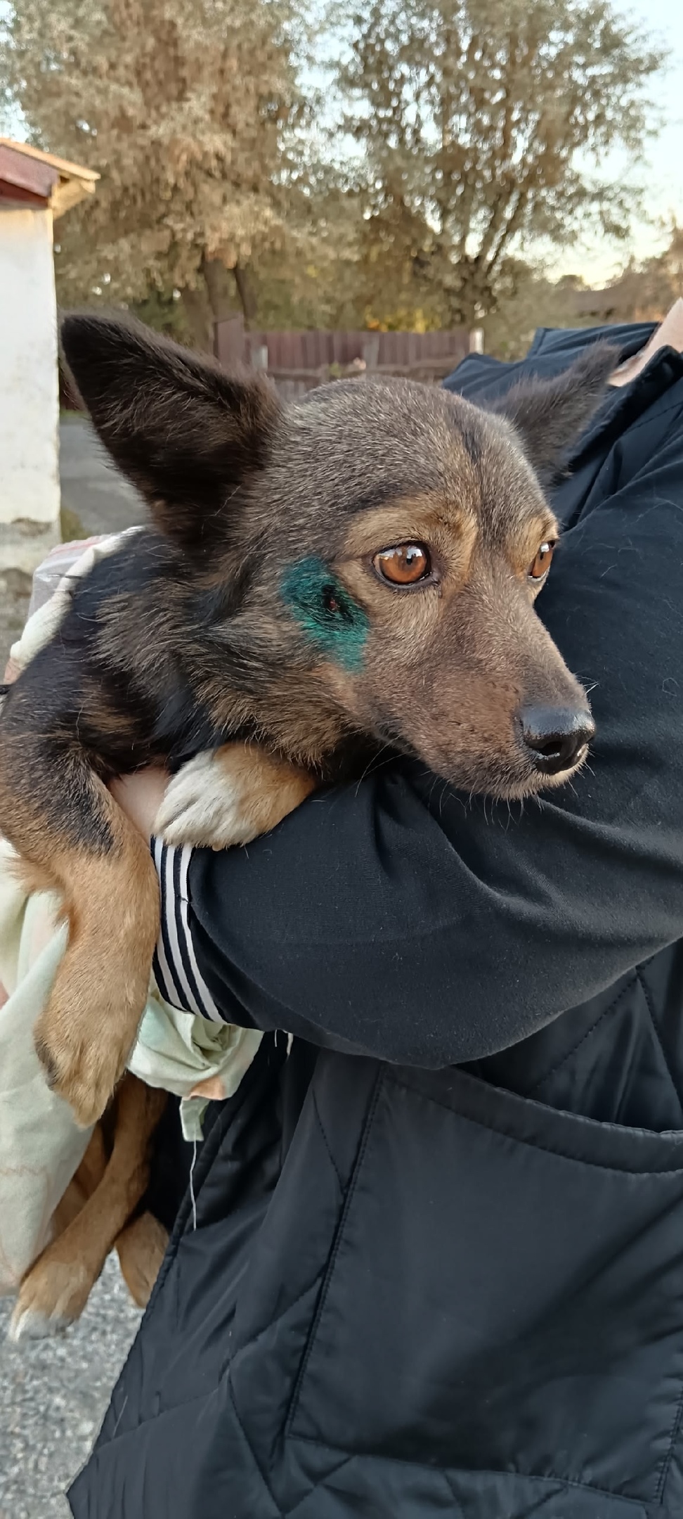 Пропала собака в Троицке — фото объявления