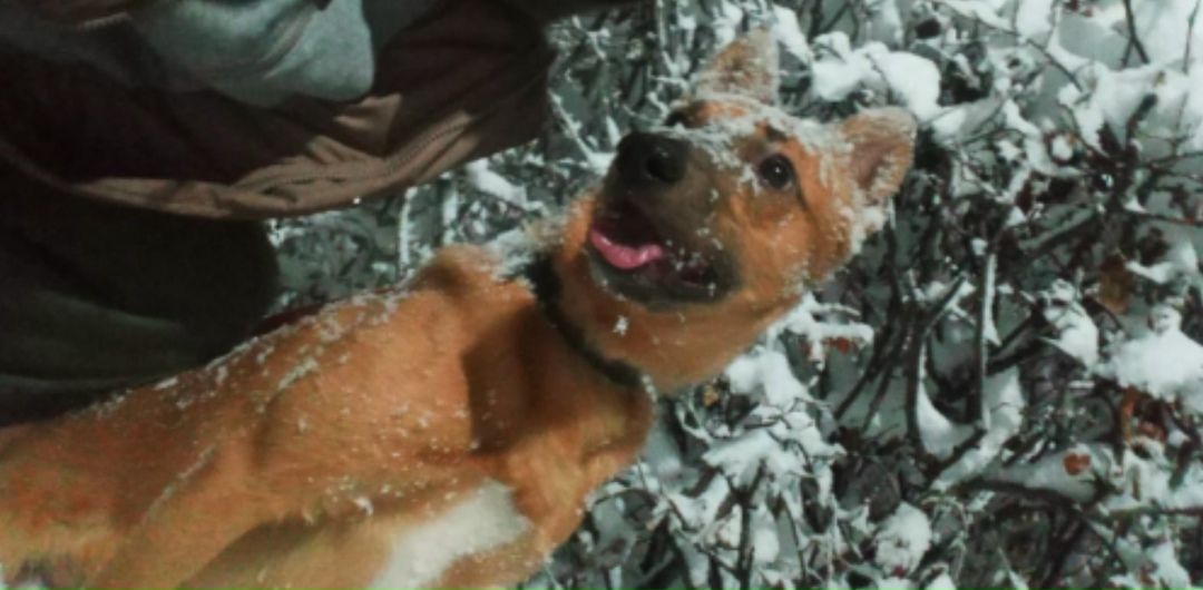 Пропала собака в Троицке — фото объявления