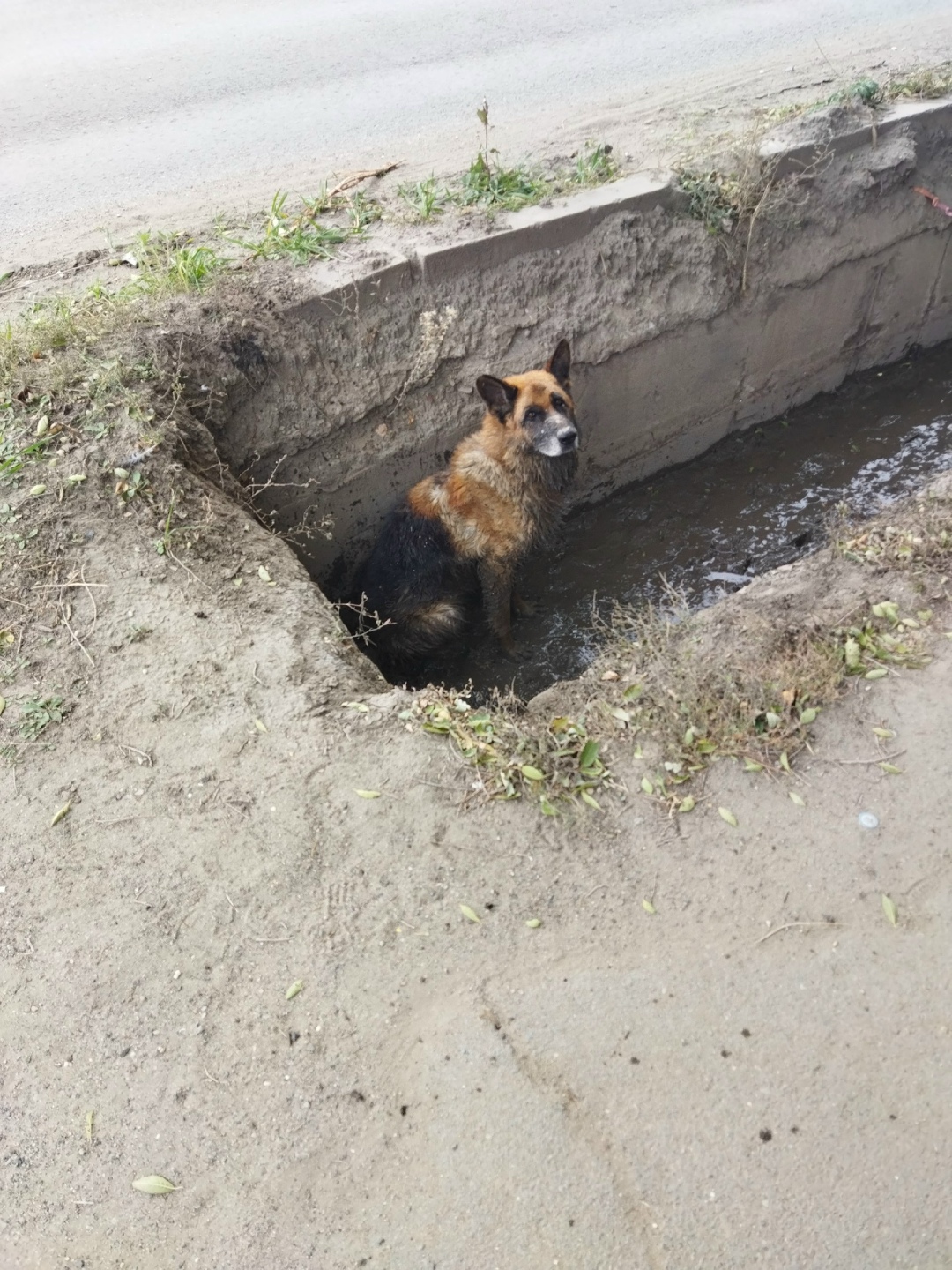 Пропала собака в Троицке — фото объявления
