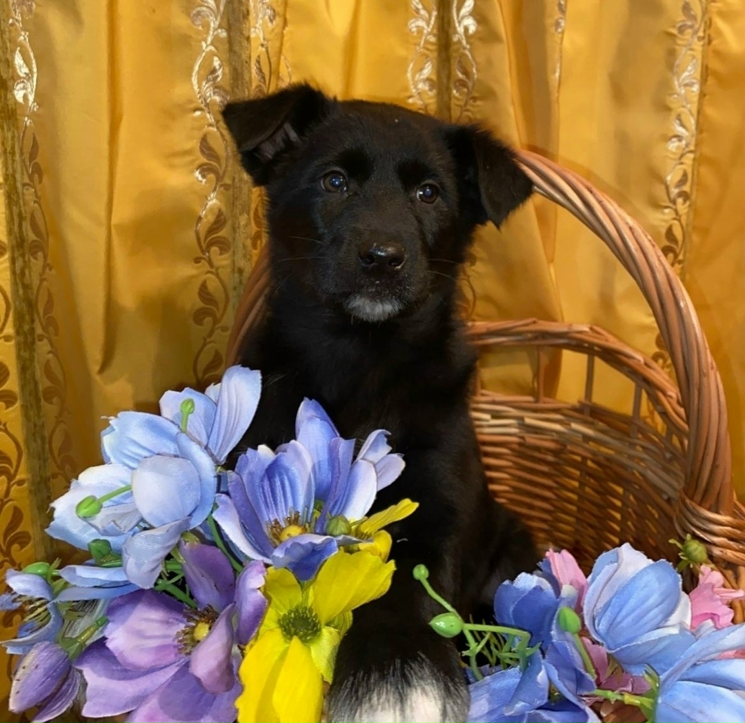 Найдена собака в Троицке — фото объявления