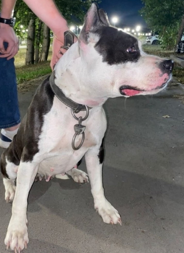 Найдена собака в Троицке — фото объявления