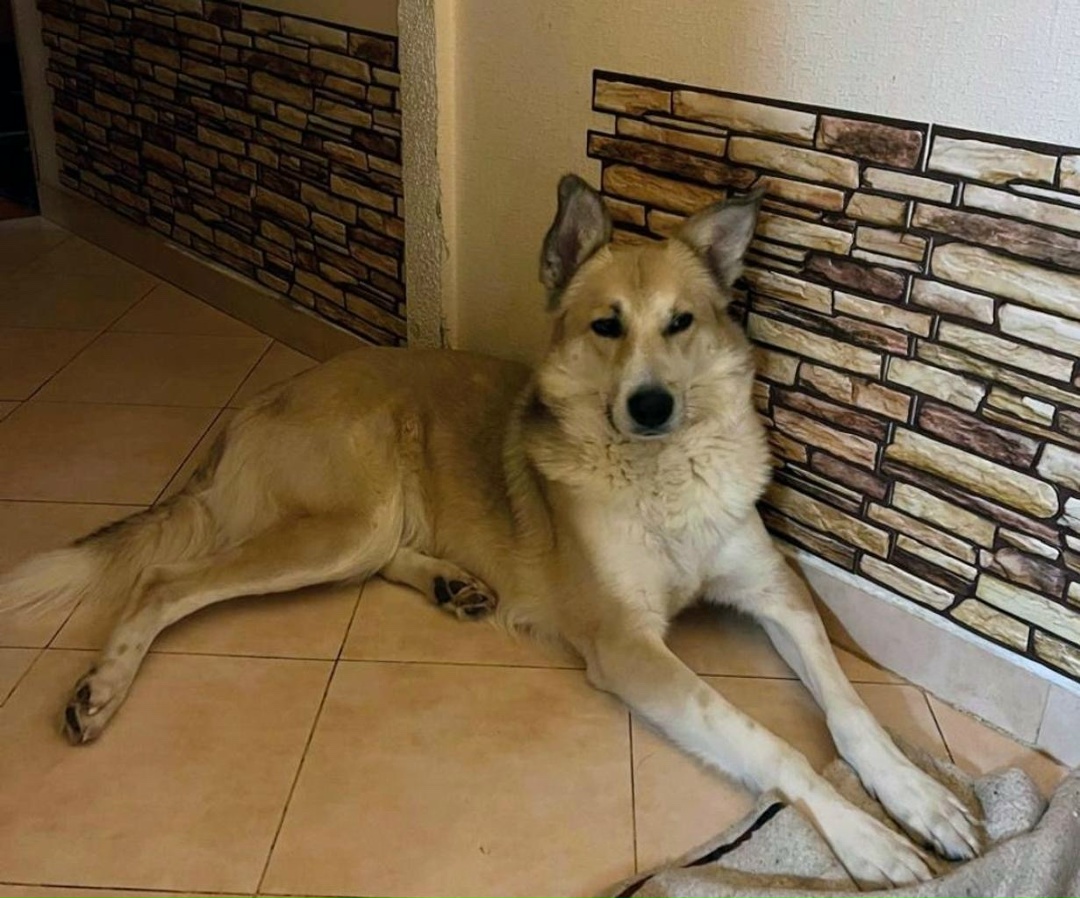 Пропала собака в Троицке — фото объявления