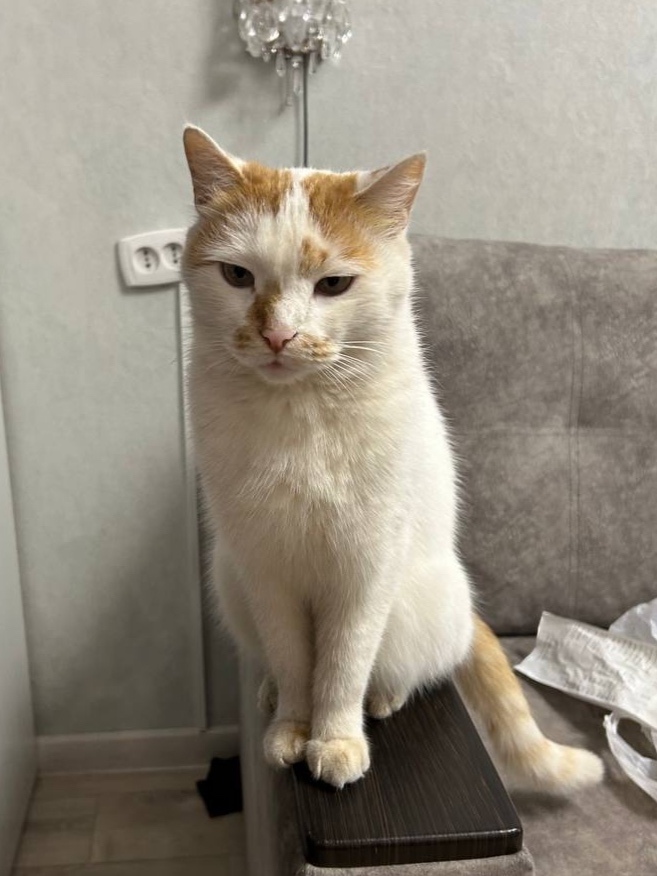 Пропала собака в Троицке — фото объявления