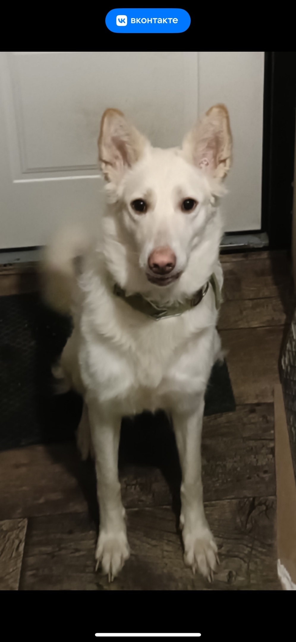 Найдена собака в Троицке — фото объявления