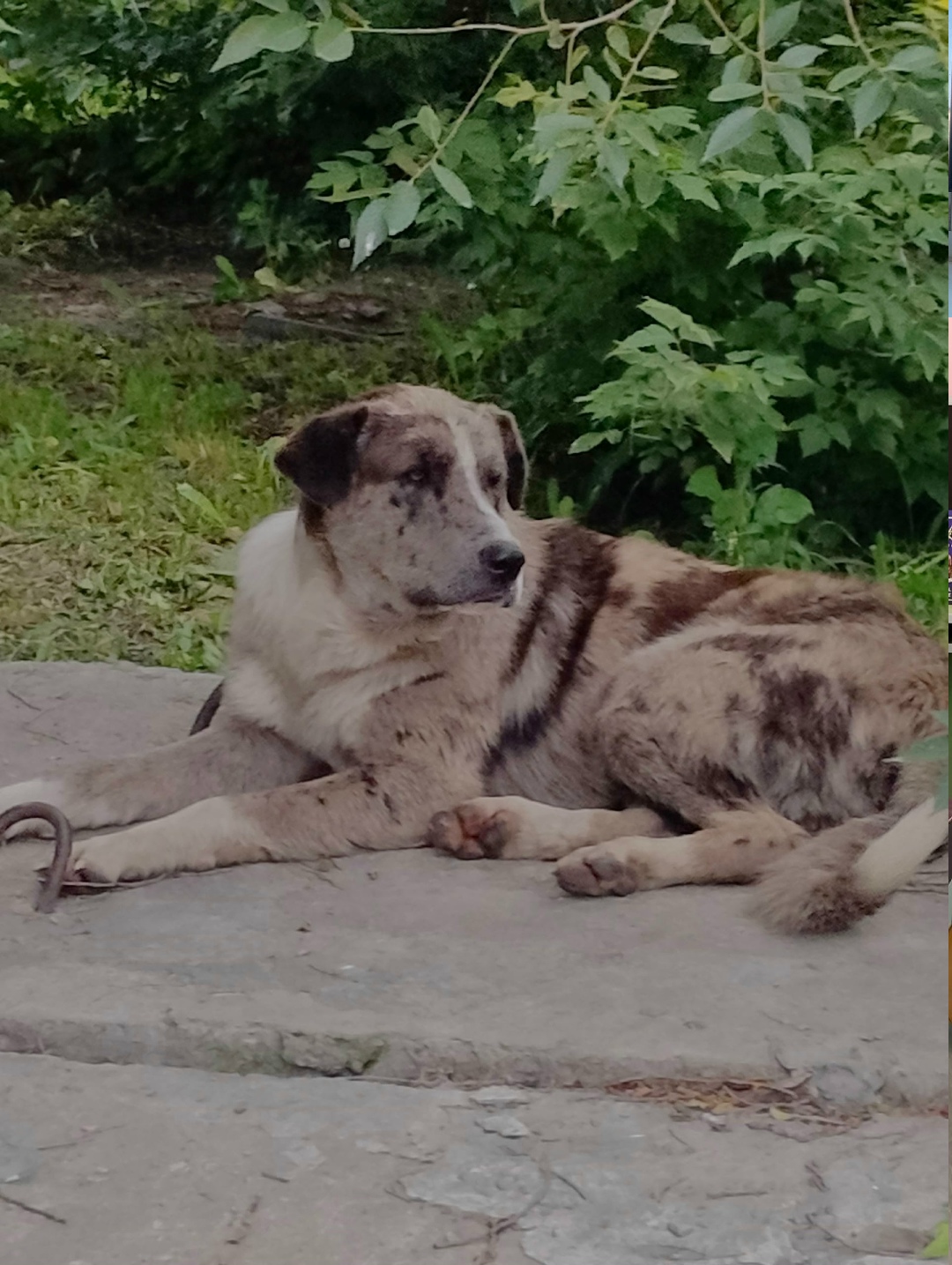 Найдена собака в Троицке — фото объявления