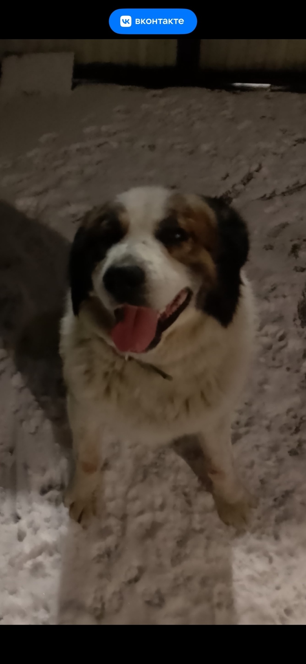 Найдена собака в Троицке — фото объявления