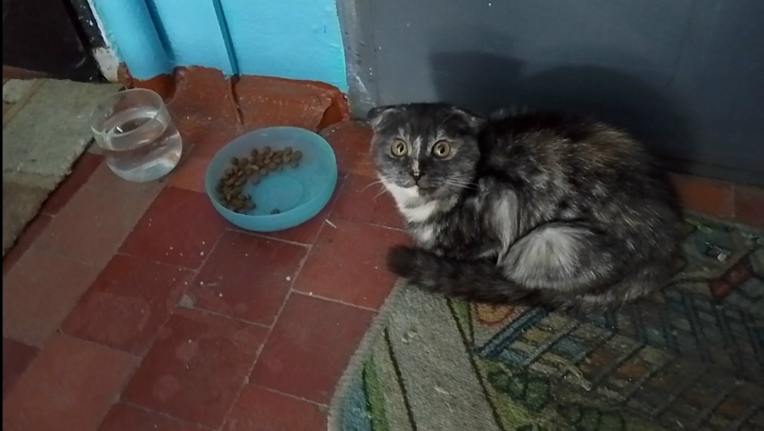 Пропала кошка в Троицке — фото объявления