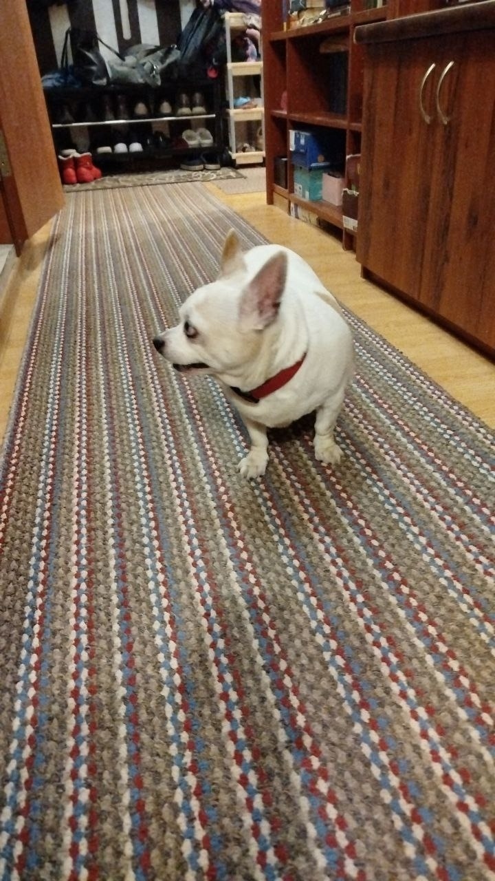 Найдена собака в Троицке — фото объявления