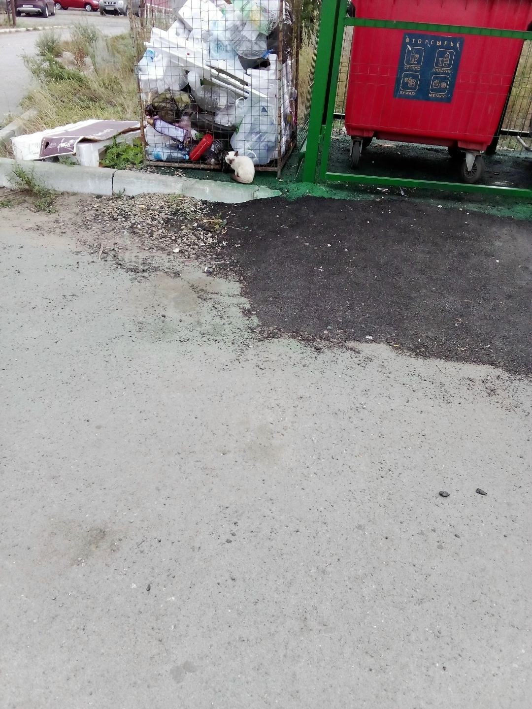 Найдена кошка в Троицке — фото объявления