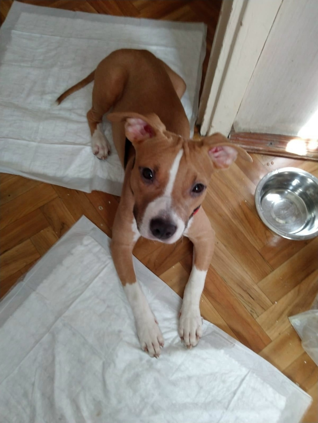 Найдена собака в Щербинке — фото объявления