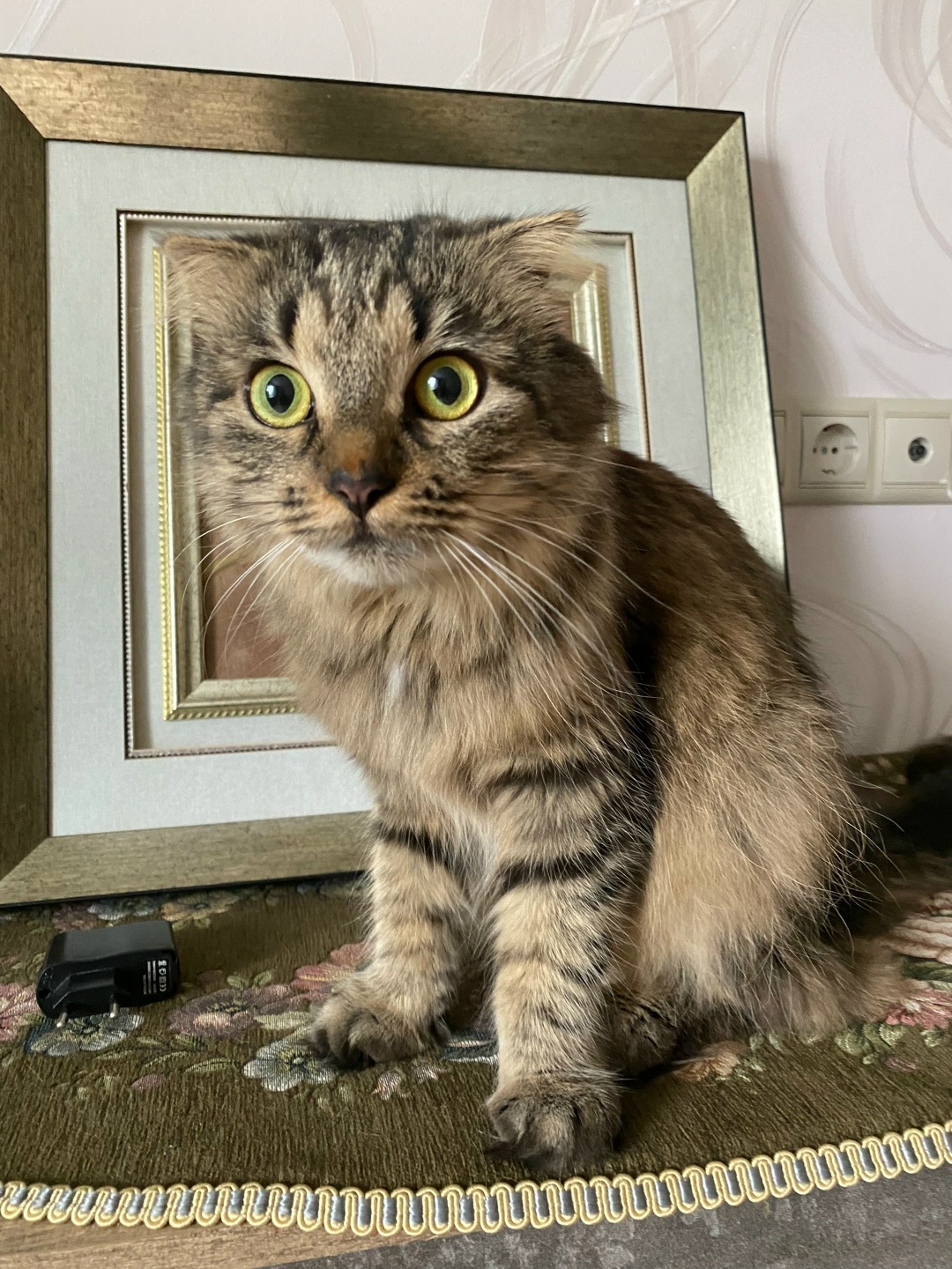 Найдена собака в Щербинке — фото объявления