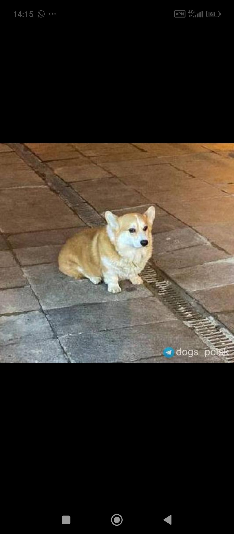 Пропала собака в Щербинке — фото объявления