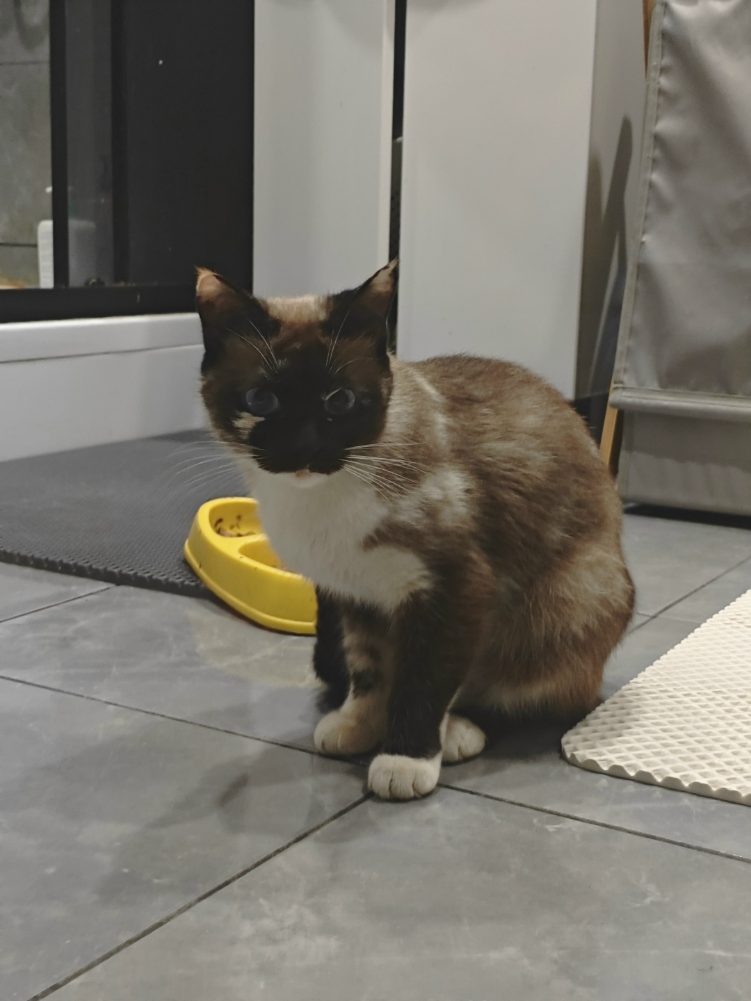 Найдена кошка в Щербинке — фото объявления