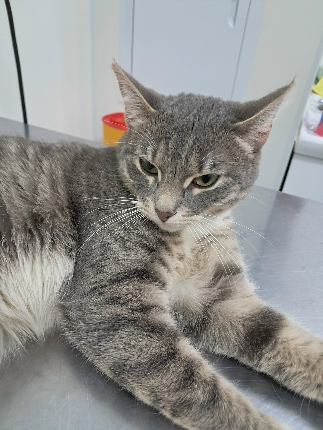 Найдена собака в Щербинке — фото объявления