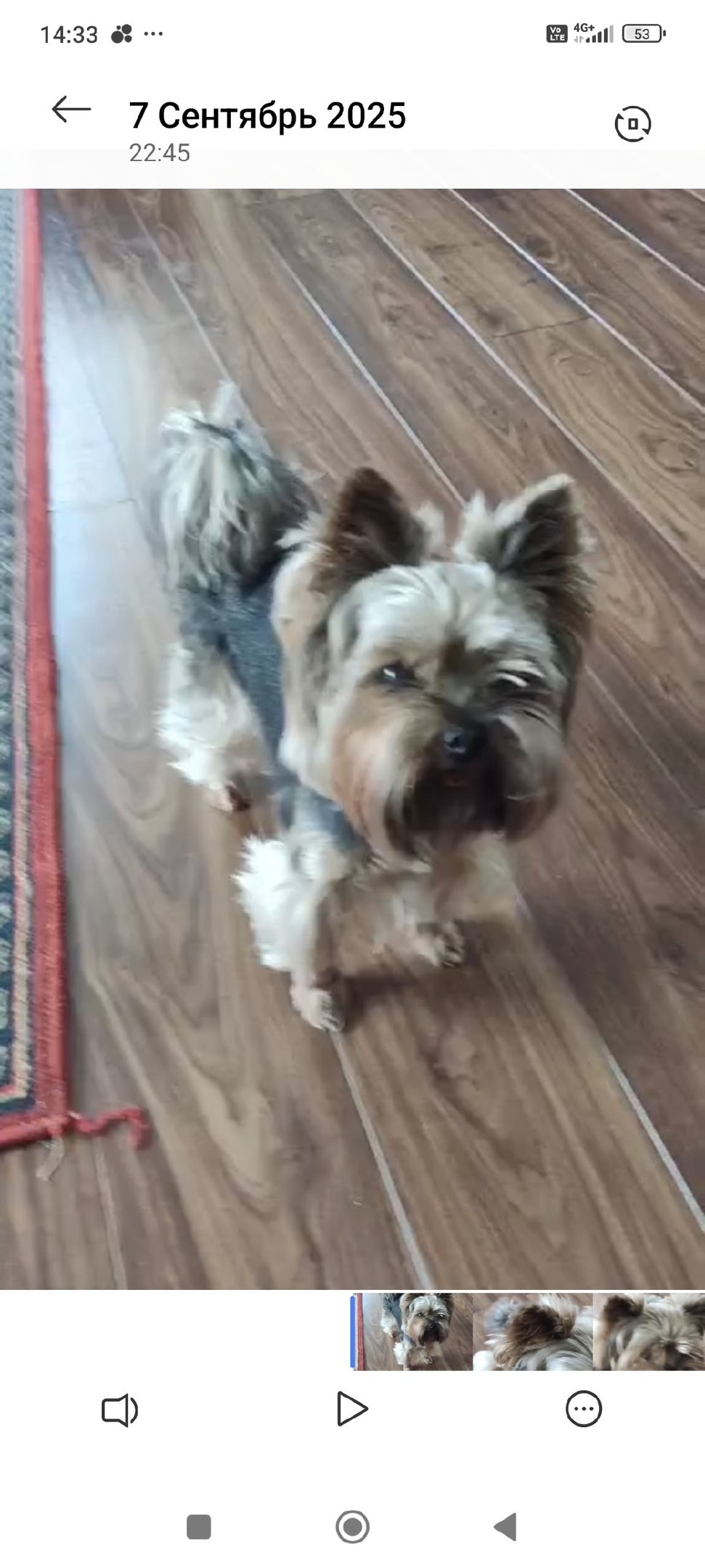 Пропала собака в Щербинке — фото объявления